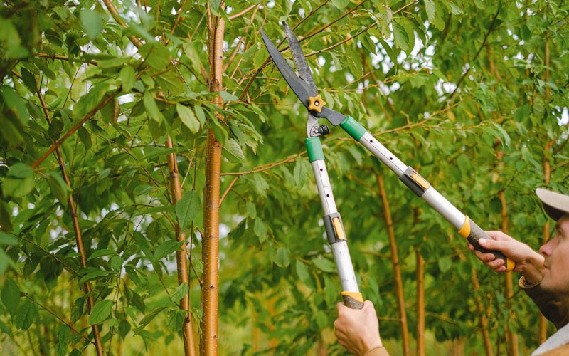 Tree trimming in Chestnut Mound, TN