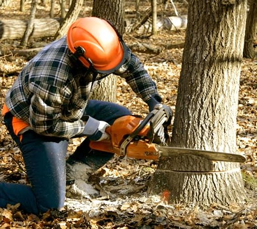 Tree Removal in Chestnut Mound, TN